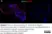 Anti Mouse CD11b Antibody, clone 5C6 thumbnail image 120
