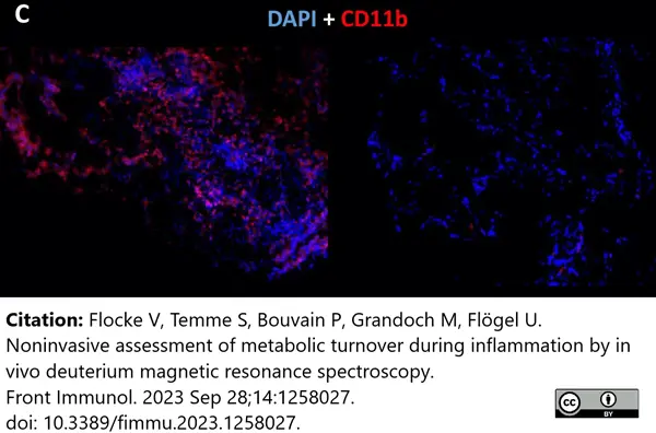 Anti Mouse CD11b Antibody, clone 5C6 gallery image 120