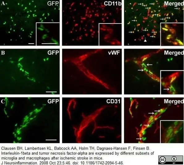 Anti Mouse CD11b Antibody, clone 5C6 gallery image 129