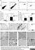 Anti Mouse CD11b Antibody, clone 5C6 thumbnail image 13