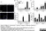 Anti Mouse CD11b Antibody, clone 5C6 thumbnail image 130