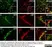 Anti Mouse CD11b Antibody, clone 5C6 thumbnail image 131