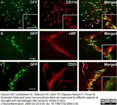 Anti Mouse CD11b Antibody, clone 5C6 gallery image 14