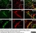 Anti Mouse CD11b Antibody, clone 5C6 thumbnail image 14