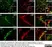 Anti Mouse CD11b Antibody, clone 5C6 thumbnail image 14