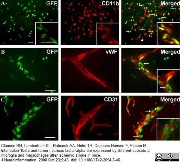 Anti Mouse CD11b Antibody, clone 5C6 gallery image 14