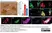 Anti Mouse CD11b Antibody, clone 5C6 thumbnail image 140