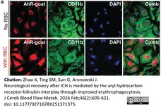 Anti Mouse CD11b Antibody, clone 5C6 gallery image 141