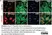 Anti Mouse CD11b Antibody, clone 5C6 thumbnail image 141