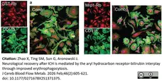 Anti Mouse CD11b Antibody, clone 5C6 gallery image 142