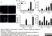 Anti Mouse CD11b Antibody, clone 5C6 thumbnail image 15