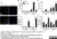 Anti Mouse CD11b Antibody, clone 5C6 thumbnail image 15