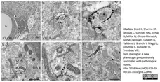 Anti Mouse CD11b Antibody, clone 5C6 gallery image 16