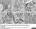 Anti Mouse CD11b Antibody, clone 5C6 thumbnail image 16