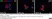 Anti Mouse CD11b Antibody, clone 5C6 thumbnail image 17