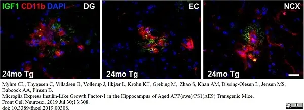 Anti Mouse CD11b Antibody, clone 5C6 gallery image 17
