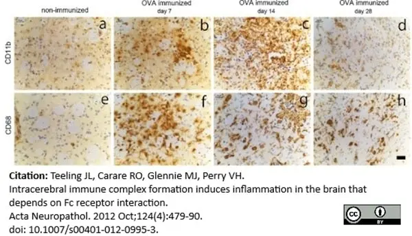 Anti Mouse CD11b Antibody, clone 5C6 gallery image 18