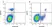 Anti Mouse CD11b Antibody, clone 5C6 thumbnail image 2