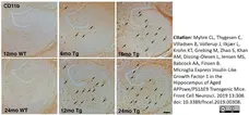 Anti Mouse CD11b Antibody, clone 5C6 gallery image 20