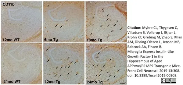 Anti Mouse CD11b Antibody, clone 5C6 gallery image 20