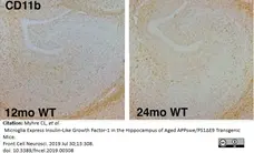 Anti Mouse CD11b Antibody, clone 5C6 gallery image 21