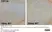 Anti Mouse CD11b Antibody, clone 5C6 thumbnail image 21