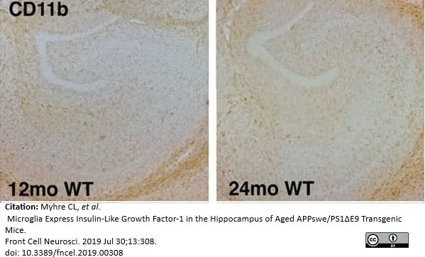 Anti Mouse CD11b Antibody, clone 5C6 gallery image 21