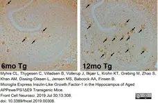 Anti Mouse CD11b Antibody, clone 5C6 gallery image 22