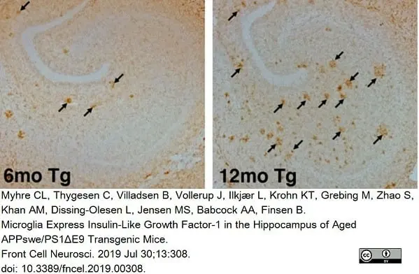 Anti Mouse CD11b Antibody, clone 5C6 gallery image 22