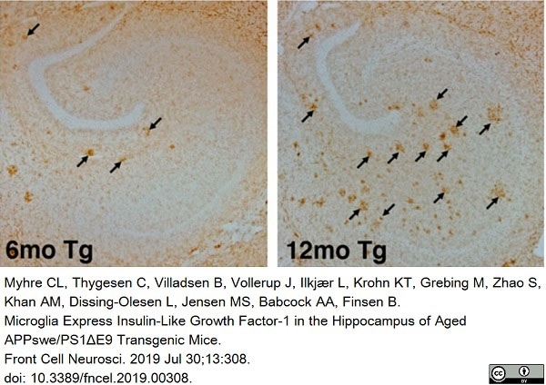 Anti Mouse CD11b Antibody, clone 5C6 gallery image 22