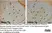Anti Mouse CD11b Antibody, clone 5C6 thumbnail image 23