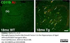 Anti Mouse CD11b Antibody, clone 5C6 gallery image 24