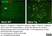 Anti Mouse CD11b Antibody, clone 5C6 thumbnail image 24