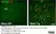 Anti Mouse CD11b Antibody, clone 5C6 thumbnail image 24