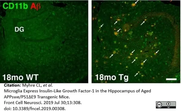 Anti Mouse CD11b Antibody, clone 5C6 gallery image 24