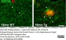 Anti Mouse CD11b Antibody, clone 5C6 gallery image 25