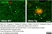 Anti Mouse CD11b Antibody, clone 5C6 thumbnail image 25