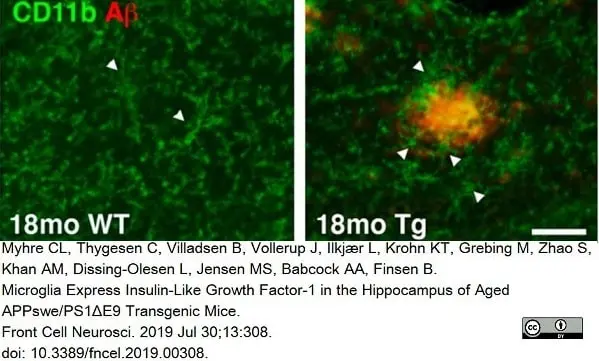 Anti Mouse CD11b Antibody, clone 5C6 gallery image 25