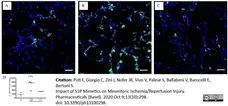 Anti Mouse CD11b Antibody, clone 5C6 gallery image 28