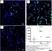 Anti Mouse CD11b Antibody, clone 5C6 thumbnail image 28