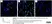 Anti Mouse CD11b Antibody, clone 5C6 thumbnail image 28