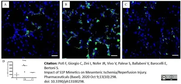 Anti Mouse CD11b Antibody, clone 5C6 gallery image 28