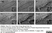 Anti Mouse CD11b Antibody, clone 5C6 thumbnail image 29