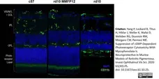 Anti Mouse CD11b Antibody, clone 5C6 gallery image 30