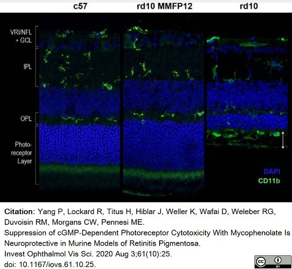 Anti Mouse CD11b Antibody, clone 5C6 gallery image 30