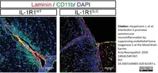 Anti Mouse CD11b Antibody, clone 5C6 gallery image 31