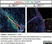 Anti Mouse CD11b Antibody, clone 5C6 thumbnail image 31