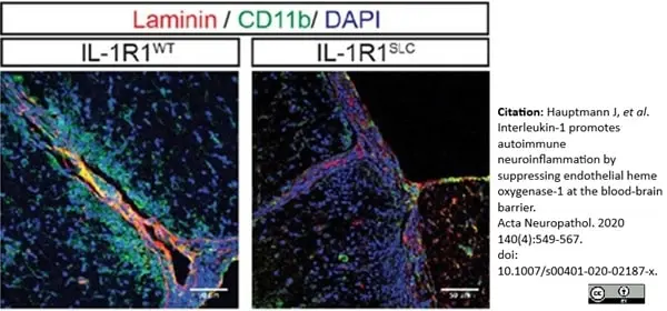 Anti Mouse CD11b Antibody, clone 5C6 gallery image 31