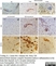 Anti Mouse CD11b Antibody, clone 5C6 thumbnail image 33