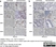 Anti Mouse CD11b Antibody, clone 5C6 thumbnail image 34